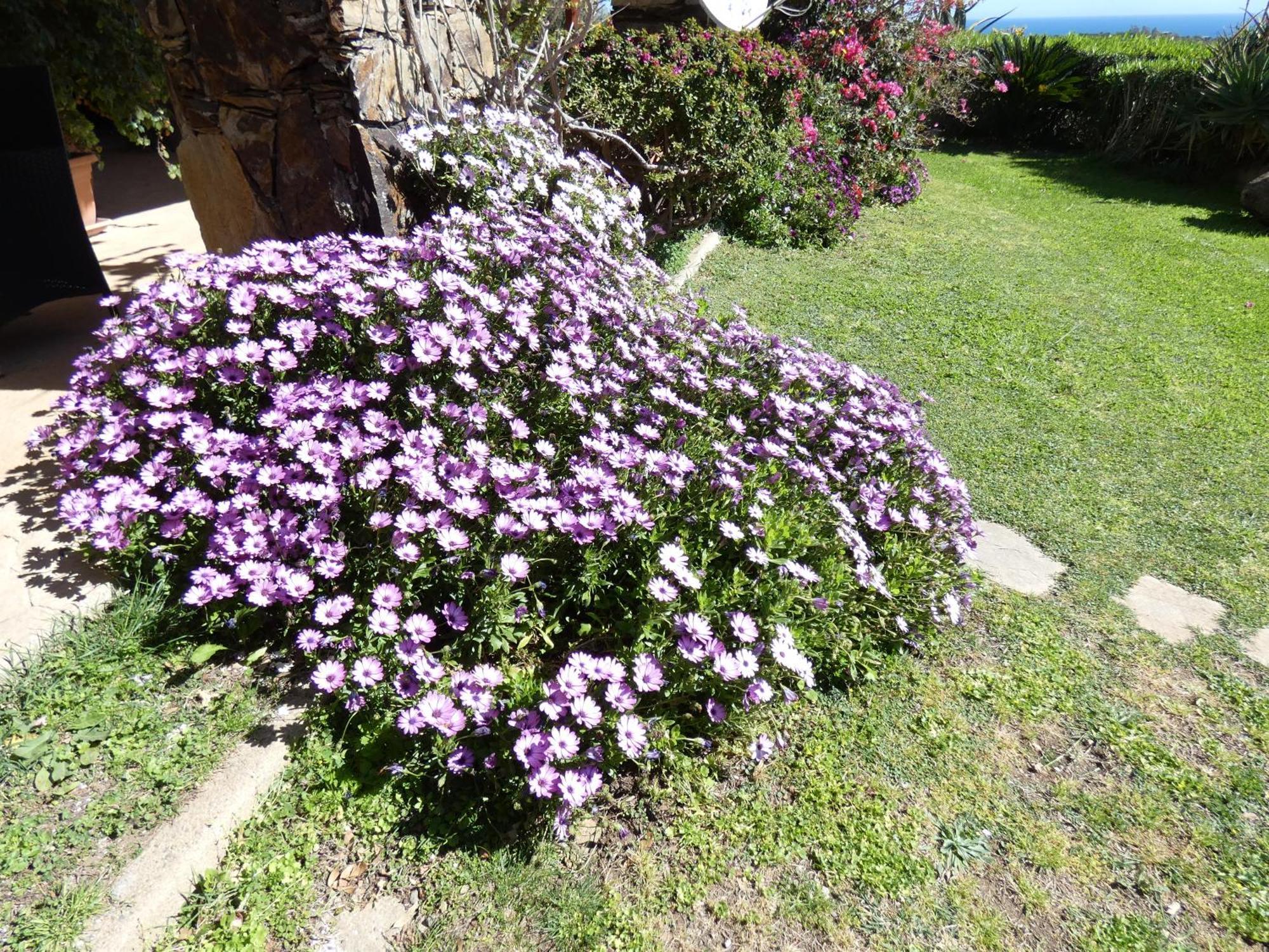 Comino Alto Agriturismo E Appartamenti Синискола Экстерьер фото